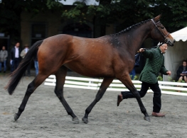CRITERIUM DES JEUNES A 12.5%:...