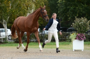 Les AA au Mondial du Lion d'Angers