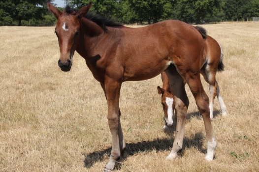 Phénoménale d'Oc AA