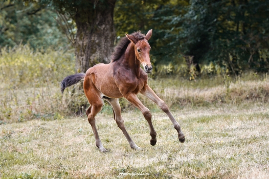 Paladin de Rousselin AA