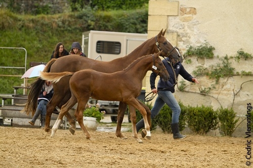 CHAMPION DES FOALS MALES SECT3
HAPPY GAY AA