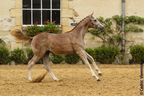 CHAMPION DES MALES SECT1&2
HERMES DU NINET AA