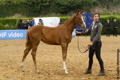 CHAMPIONNE DES FOALS FEMELLES AA SECT3
VAYANA POMPADOUR AA