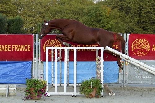 CHAMPION DES MALES ET HONGRES AA SECT1&2
ERYO DECLYANGE AA