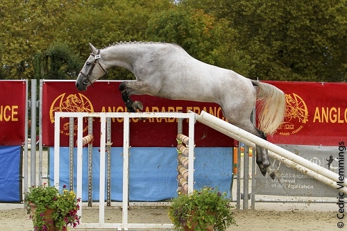 CHAMPIONNE DES 3 ANS FEMELLES AA SECT3
ENJOY DE LA NOUE AA