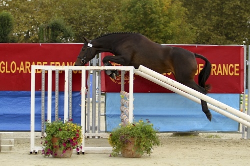 CHAMPIONNE DES 2 ANS FEMELLES AA SECT3
I WILL SURVIVE PLJ AA