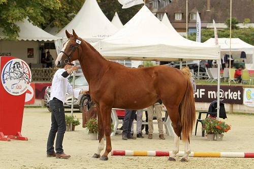 CHAMPION DES 2 ANS MALES AA SECT3
FISTON DES LOGES AA