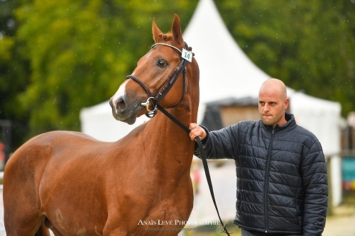 Gatsby Gay champion 2 ans section III