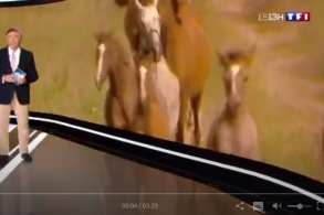 reportage de TF1 sur l'Anglo-Arabe