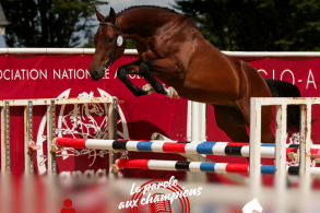 La parole aux champions:...