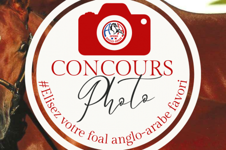 Concours photo: Elisez votre foal anglo-arabe favori