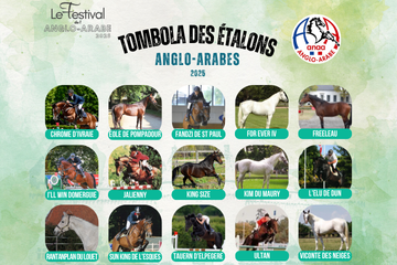 Tombola des étalons anglo-arabes 2025