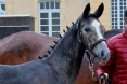JIAA 2025 Championnat des foals