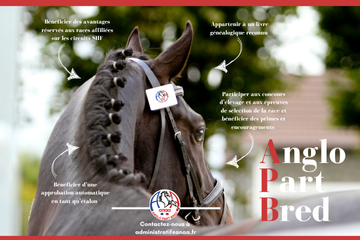 Les inscriptions à l'Anglo Part Bred sont ouvertes