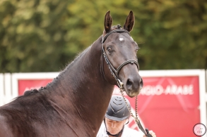 Tout savoir sur les concours...