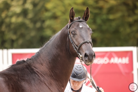 Tout savoir sur les concours d'élevage AA 2026